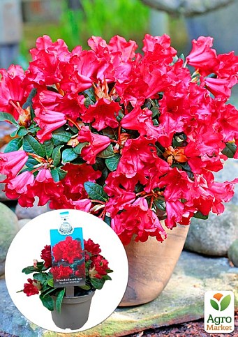 LMTD Рододендрон цветущий 2-х летний "Scarlet Wonder" (высота 20см)