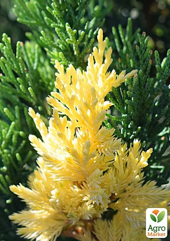 Можжевельник китайский "Stricta Variegata" вазон С1,5 высота 15-25см