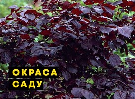 Декоративні чагарники з гарним листям – Agro-Market