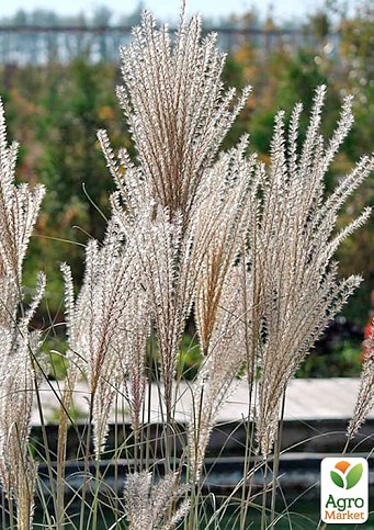 Мискантус китайский "Gracillimus" вазон С2 - фото 2