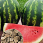 На развес Арбуз "Фарид" ТМ "Весна" цена за 6г