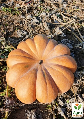Гарбуз "Вест" ТМ "Lark Seeds" 0.5кг