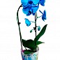 Орхідея (Phalaenopsis) «Cascade Blue» купить