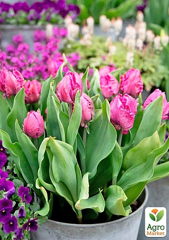 Тюльпан "Santander" (розмір 11/12, великий) 3шт в упаковці - фото 2