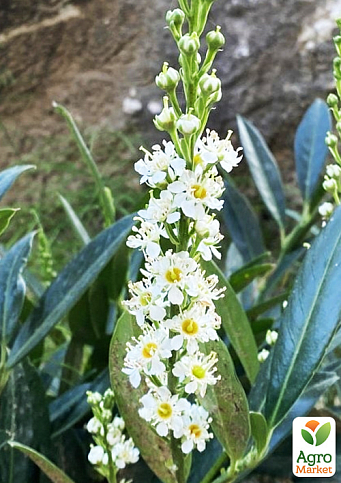 Лавровишня "Gruner Teppich" (вічнозелений низькорослий чагарник) - фото 4
