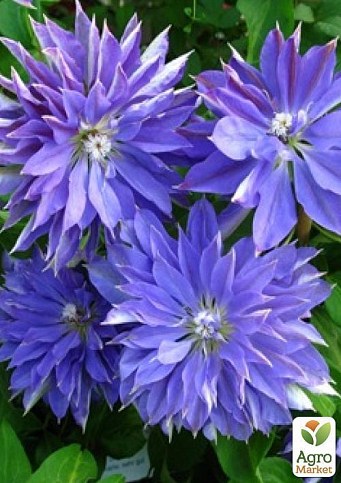 Клематис "Teshio" (повторноцветущий сорт) - фото 4