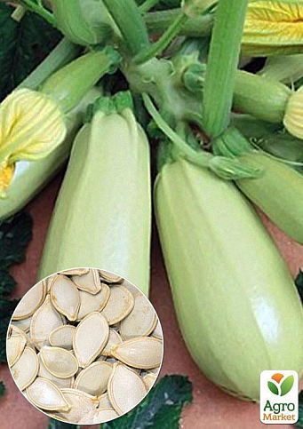 На развес Кабачок "Акробат" ТМ "Весна" цена за 8г