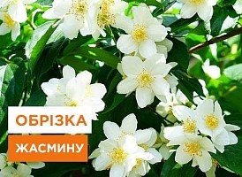 Як правильно обрізати жасмин навесні - корисні статті про садівництво від Agro-Market