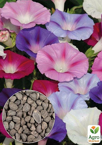 На вагу Іпомея "Самба" ТМ "Весна" ціна за 2г