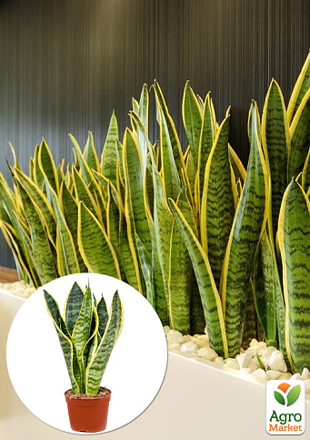 LMTD Сансевиерия "Futura Superba" (С12 высота растения 25-35см)
