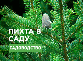 Ялиця: яку посадити в саду - Agro-Market