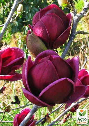 Магнолія 3-річна суланжа "Genie" (висота 30-40см) - фото 4