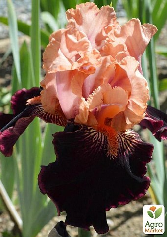 Ірис бородатий великоквітковий "Some Like Hot" 1шт в упаковці - фото 2