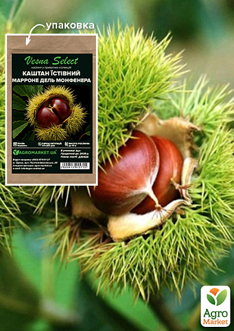 Каштан съедобный "Марроне дель Монфенера" ТМ "Vesna Select" 3шт