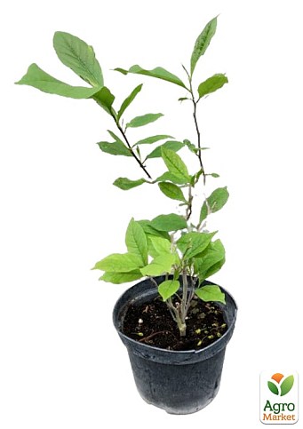 Магнолія 3-річна суланжа "Genie" (висота 30-40см) - фото 3