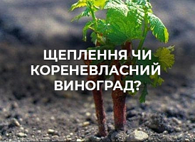 Як обрати хороші саджанці винограду | Agro-market