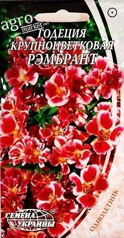 Годеция крупноцветковая "РЭМБРАНТ"  ТМ "Семена Украины" 0.3г