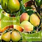 Дерево-сад Груша "Ноябрьская+Киргизская+Таврическая" 