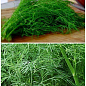 На развес Укроп "Шмарагд" ТМ "Весна" цена за 20г купить