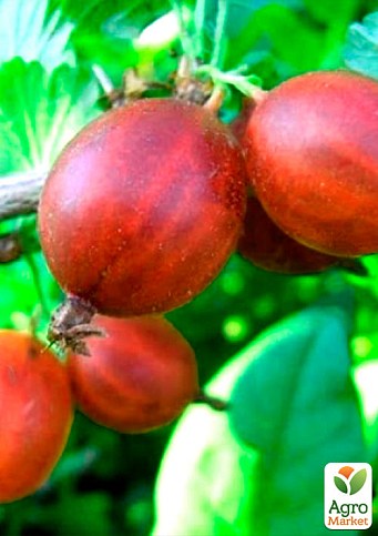 Крыжовник "Карат" (ранне-средний срок созревания)  - фото 2