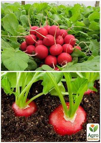 На вагу Редис "Кармен" ТМ "Весна" ціна за 10г - фото 2