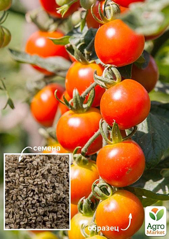 На развес Томат "Синьорита" ТМ "Весна" цена за 1г