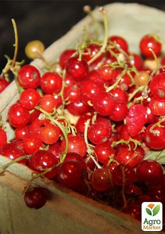 Эксклюзив! Смородина ярко-красная "Звезда" (Star) (премиальный морозостойкий сорт) - фото 4