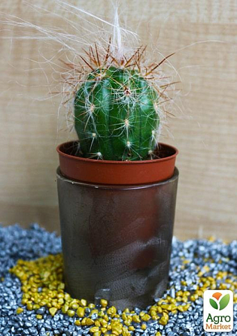 Кактус "Ореоцереус Цельса" (Oreocereus celsianus) (Нидерланды)