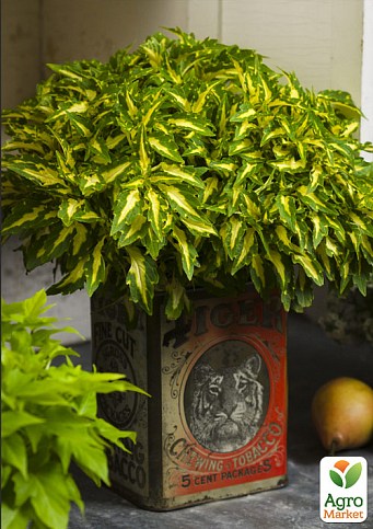 Колеус "Alligator Tears"  - фото 2