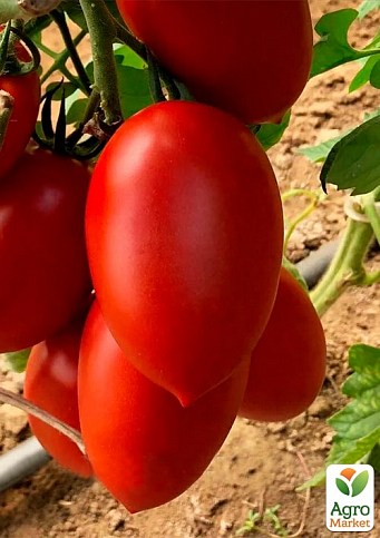 Томат индетерминантный "Эльза F1" ТМ "Lark Seeds" 250шт