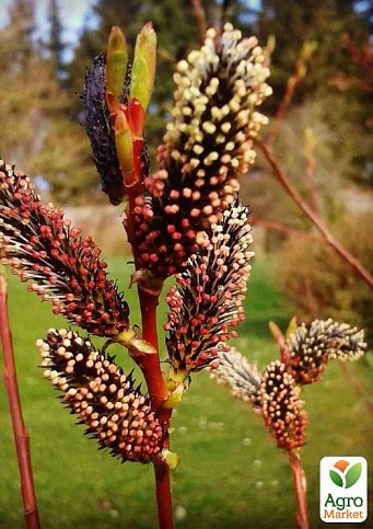 Верба тонкостолбікова чорна "Меланостахіс" (Salix gracilistyla "Melanostachys")