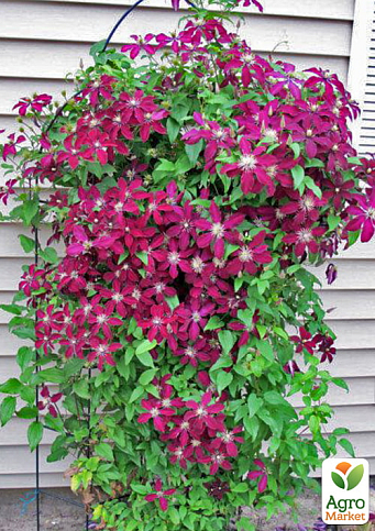 LMTD Клематис 2-х річний "Niobe" (висота 40-60 см) - фото 4