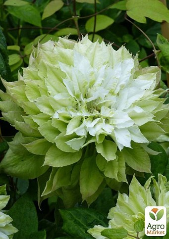 Клематис "Se-No-Kaze" - фото 4