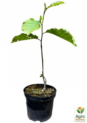 Магнолия 3-х летняя гибридная "Galaxy" (высота 40-50см) - фото 2