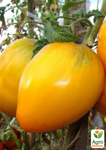 Томат гном "Золотое сердце" ТМ "Vesna Select" 0.1г