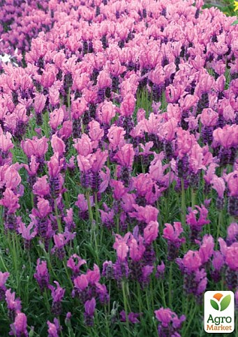 Лаванда французька широколиста "Princess" - фото 2