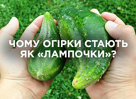 Чому огірки деформуються у «лампочки» — причини та рішення | Agro-market