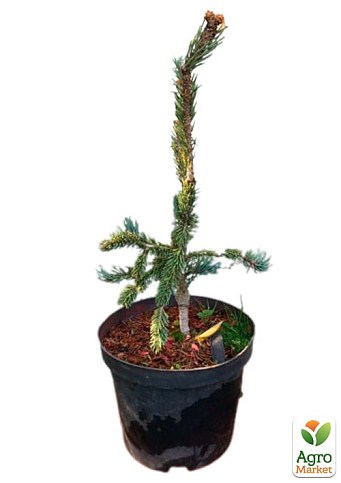 Ель 2-х летняя Энгельмана "Snake" С3, высота 20-25см - фото 4