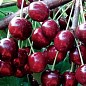 Черешня "Сказка" (ранний срок созревания)