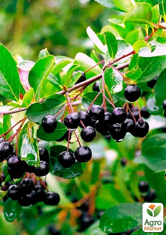 Арония "Всеслава" (рябина черноплодная) - фото 3