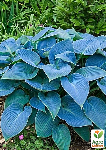 Хоста гибридная "Blue Angel" С1.5
