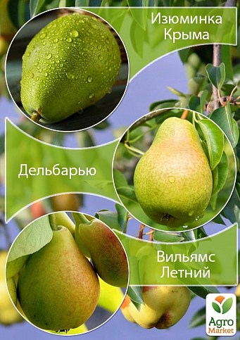 Дерево-сад Груша "Изюминка Крыма+Дельбарью+Вильямс Летний" 