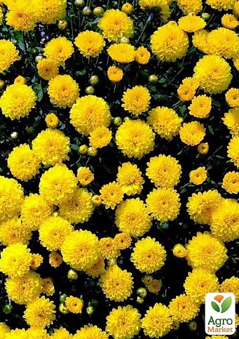 Хризантема мультифлора куляста "Bandol Yellow"