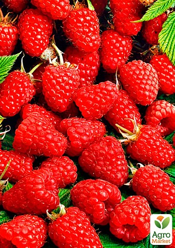 Малина "Маравилла" - фото 2