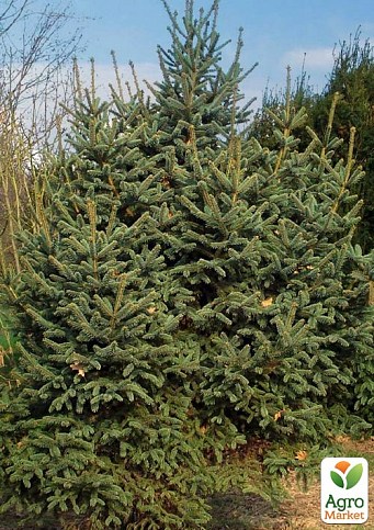 Ялина Цихнайська товстоголкова "Picea Crassifolia" (горщик P9)