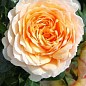 Роза англійська плетистая "Джинджер Сіллабаб" (саджанець класу АА +) вищий сорт