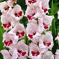 Гладіолус "Wine and Roses" 3шт