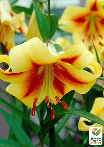 Лилия "Robert Swanson" (Гигантский цветок) - фото 2