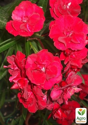 Олеандр напівмахровий "Rubis" (вічнозелений, запашний чагарник) - фото 2