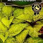 Колеус "Ананасовый " ТМ "Аэлита" 10шт